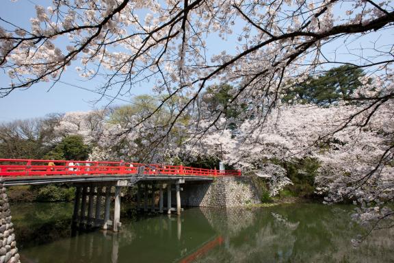 cherry blossom at Takaoka Kojo Park(14)