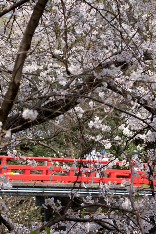 cherry blossom at Takaoka Kojo Park(15)