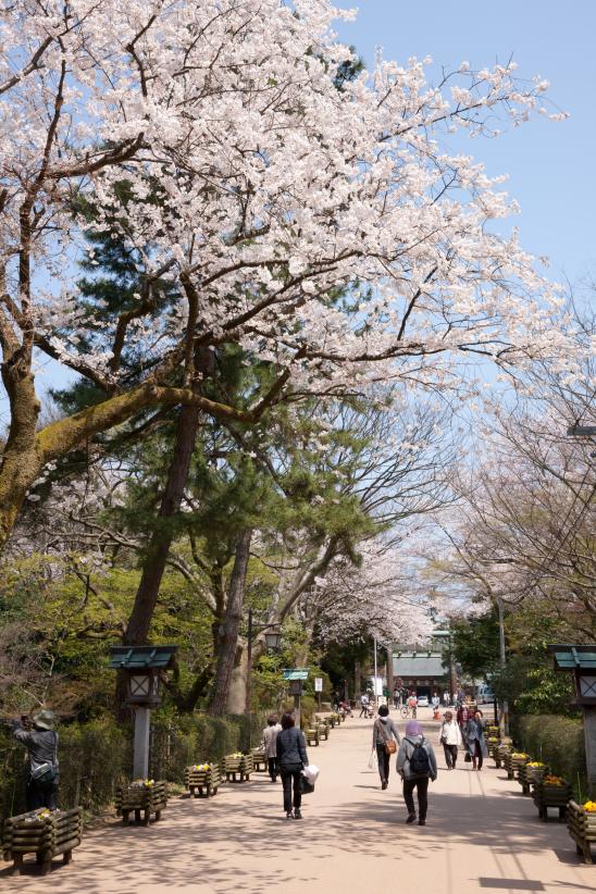 cherry blossom at Takaoka Kojo Park(17)