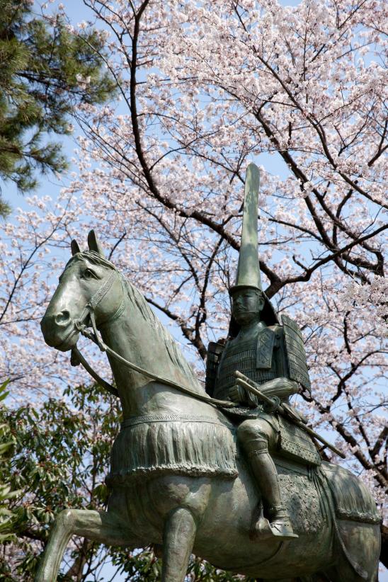 cherry blossom at Takaoka Kojo Park(18)