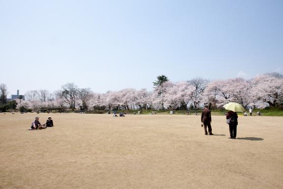 cherry blossom at Takaoka Kojo Park(19)