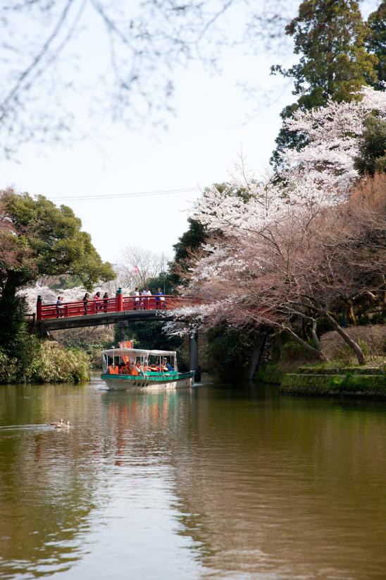 cherry blossom at Takaoka Kojo Park(20)