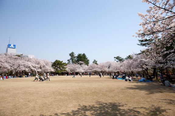 cherry blossom at Takaoka Kojo Park(21)