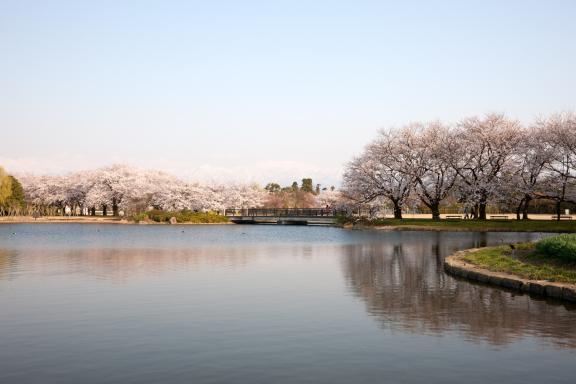 cherry blossom at Botanis Gardens og Toyama(1)
