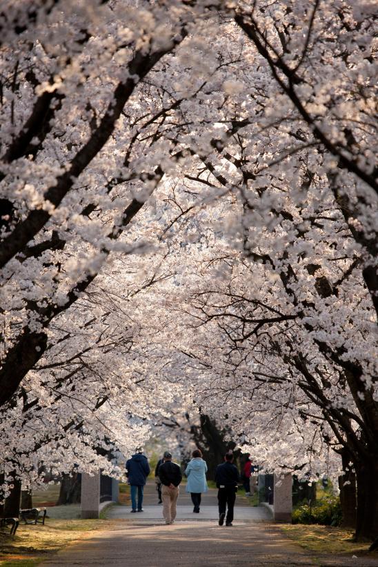 cherry blossom at Botanis Gardens og Toyama(3)