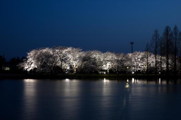 cherry blossom at Botanis Gardens og Toyama(4)