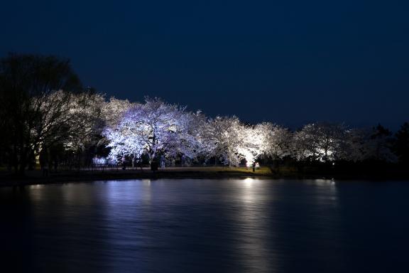 cherry blossom at Botanis Gardens og Toyama(5)