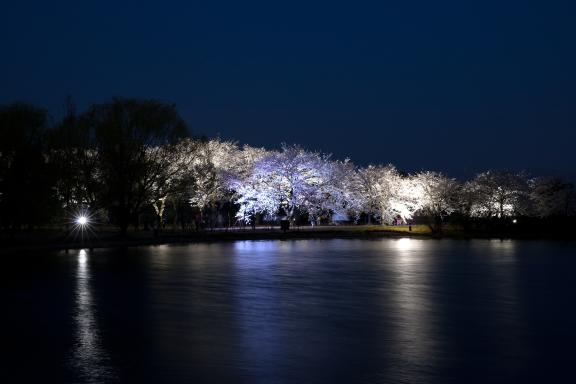 cherry blossom at Botanis Gardens og Toyama(6)