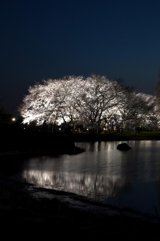 cherry blossom at Botanis Gardens og Toyama(7)