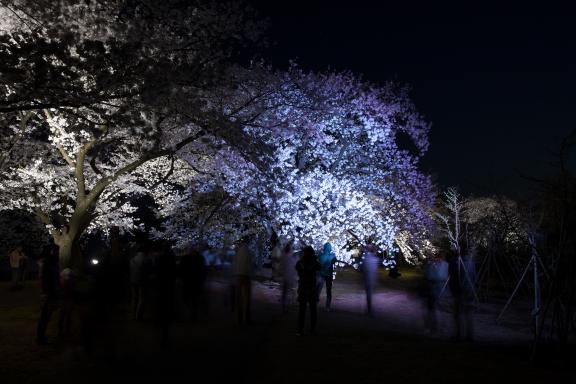 cherry blossom at Botanis Gardens og Toyama(8)