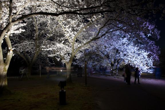 cherry blossom at Botanis Gardens og Toyama(9)
