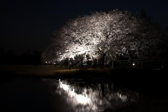 cherry blossom at Botanis Gardens og Toyama(10)