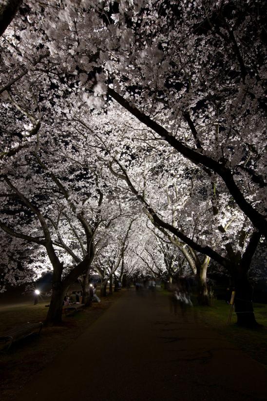 cherry blossom at Botanis Gardens og Toyama(11)