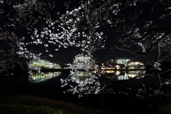 cherry blossom at Botanis Gardens og Toyama(12)