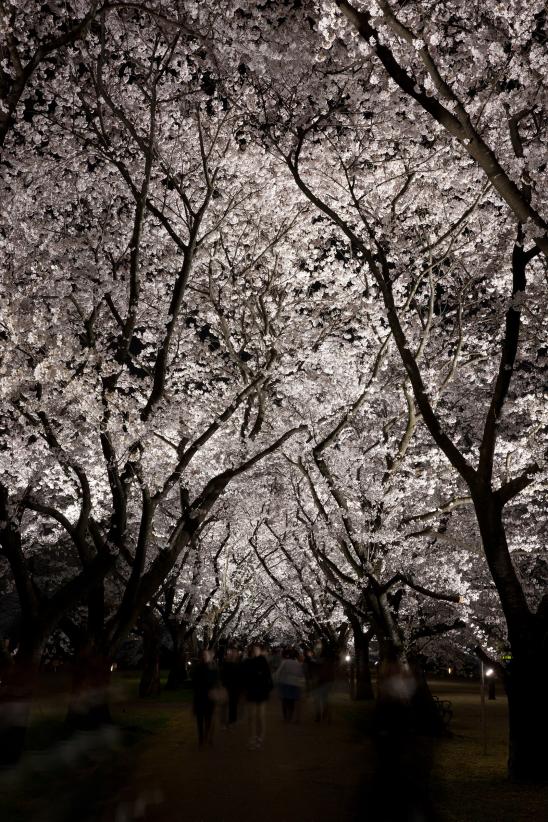 cherry blossom at Botanis Gardens og Toyama(13)