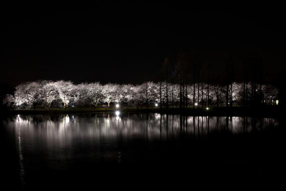 cherry blossom at Botanis Gardens og Toyama(14)