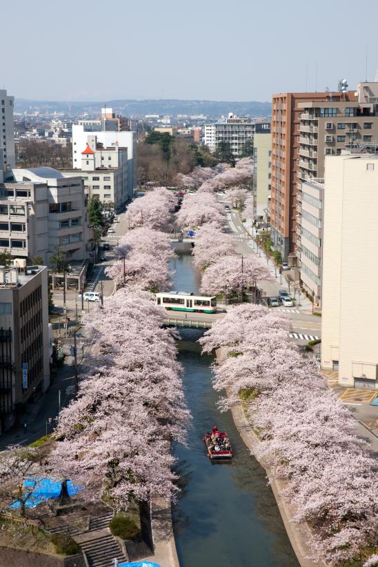 Cherry blossom in Matsukawa River(15)
