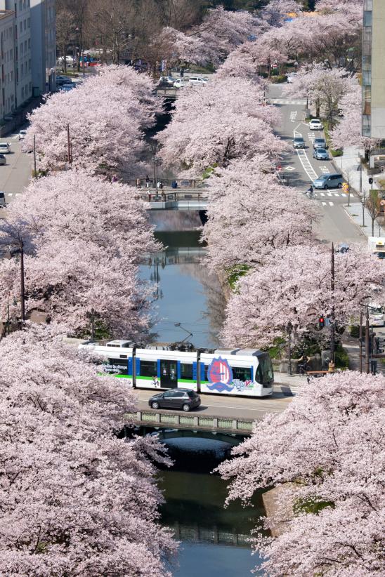 Cherry blossom in Matsukawa River(17)