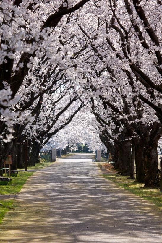 cherry blossom at Botanis Gardens og Toyama(15)