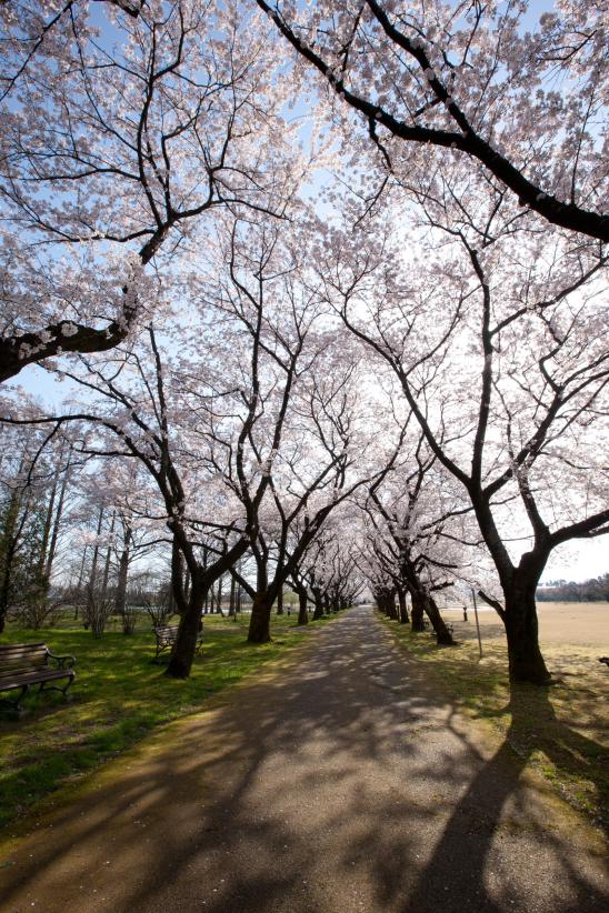 cherry blossom at Botanis Gardens og Toyama(16)