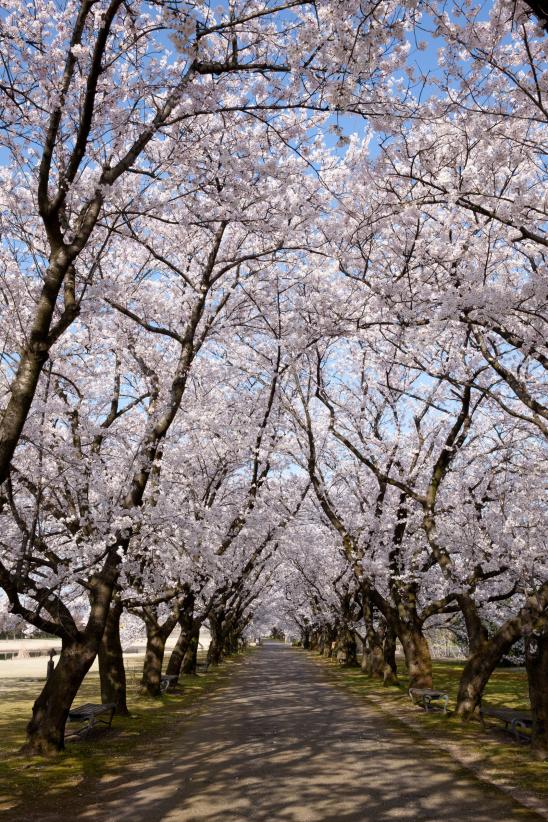 cherry blossom at Botanis Gardens og Toyama(17)