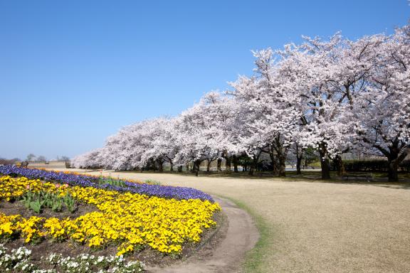 cherry blossom at Botanis Gardens og Toyama(18)