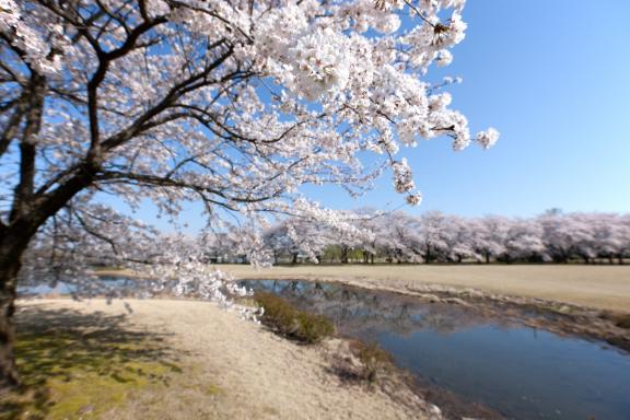 cherry blossom at Botanis Gardens og Toyama(19)