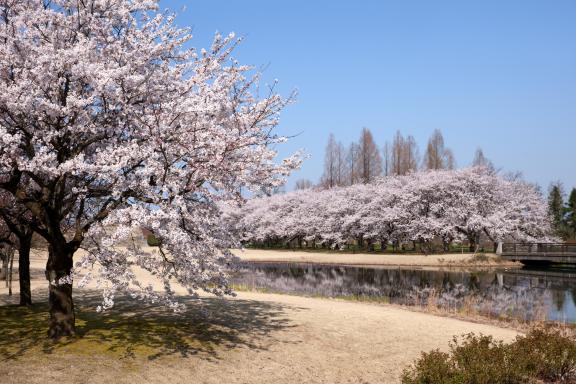 cherry blossom at Botanis Gardens og Toyama(20)