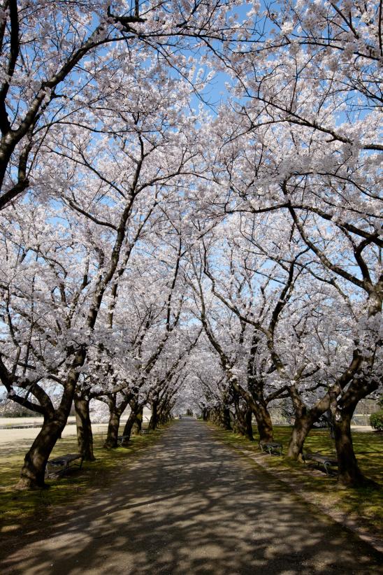 cherry blossom at Botanis Gardens og Toyama(21)