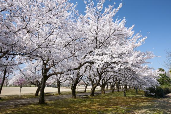 cherry blossom at Botanis Gardens og Toyama(27)