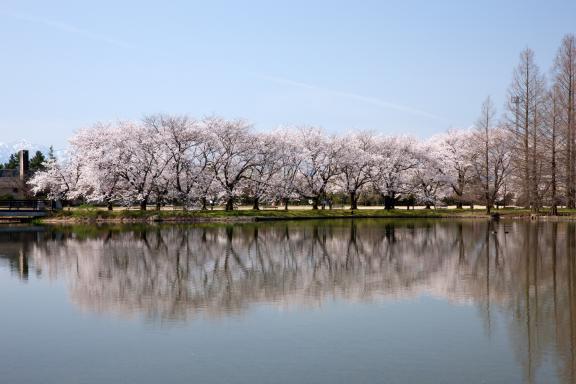 cherry blossom at Botanis Gardens og Toyama(28)