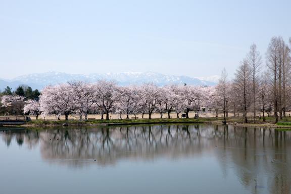 cherry blossom at Botanis Gardens og Toyama(29)