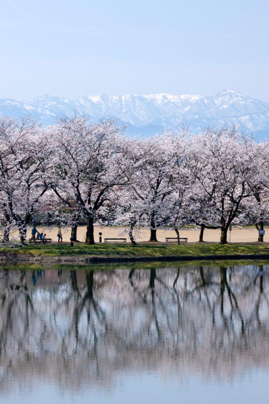 cherry blossom at Botanis Gardens og Toyama(30)