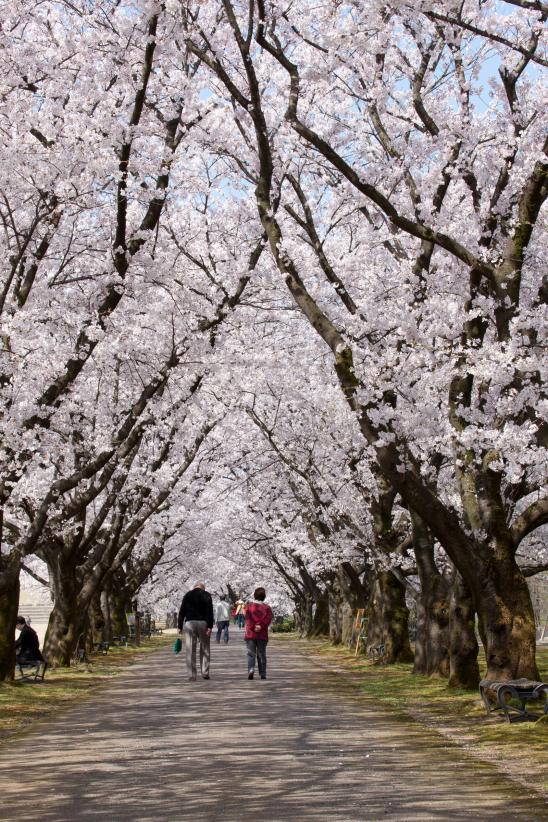 cherry blossom at Botanis Gardens og Toyama(31)