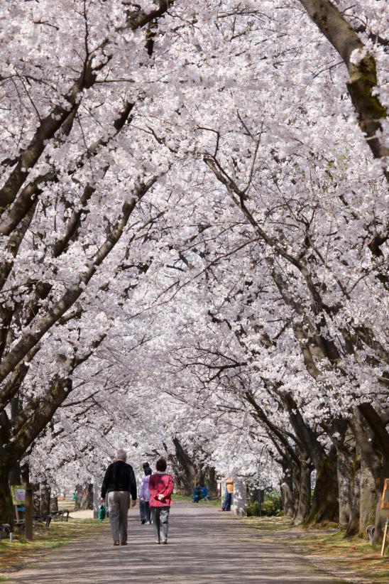 cherry blossom at Botanis Gardens og Toyama(32)