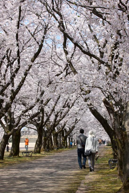 cherry blossom at Botanis Gardens og Toyama(33)