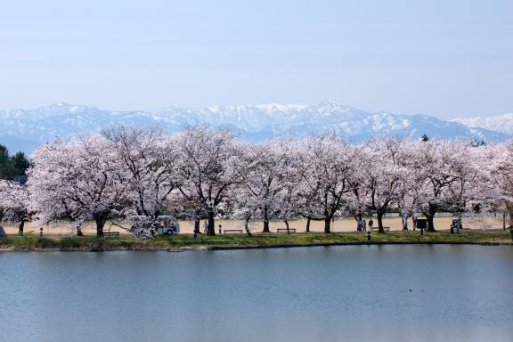 cherry blossom at Botanis Gardens og Toyama(34)