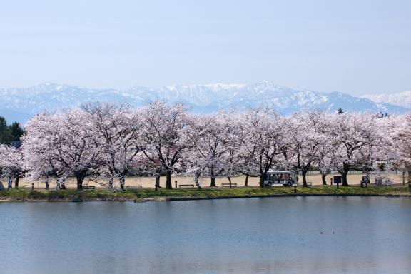 cherry blossom at Botanis Gardens og Toyama(35)