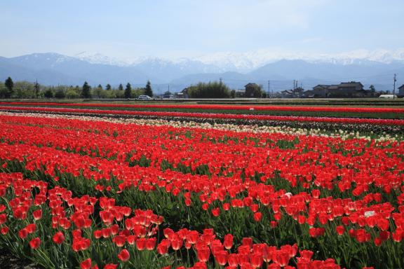 Nyuzen Flower Road(3)