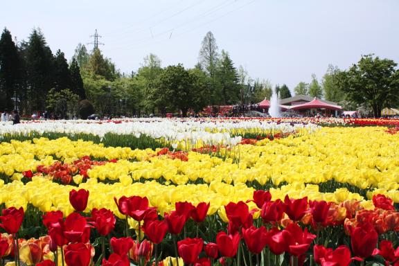 Tonami Tulip Fair(19)