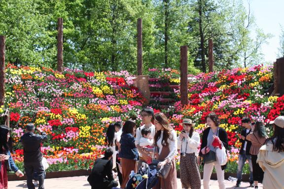 Tonami Tulip Fair(26)