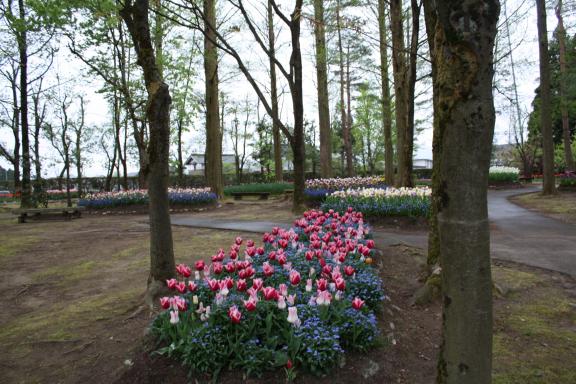 Tonami Tulip Fair(33)