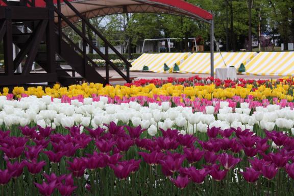 Tonami Tulip Fair(35)