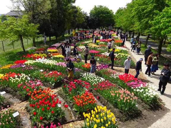 Tonami Tulip Fair(39)