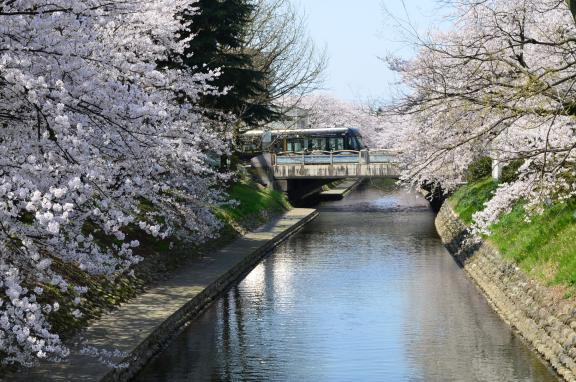 cherry blossom and CENTRAM(3)