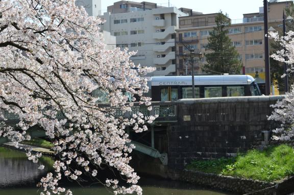 cherry blossom and CENTRAM(5)