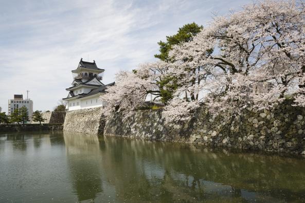 Toyama Castle and cherry blossom(1)