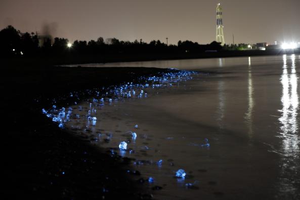 Firefly Squid(20)