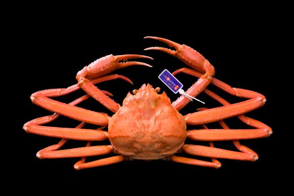 red snow crab(19)