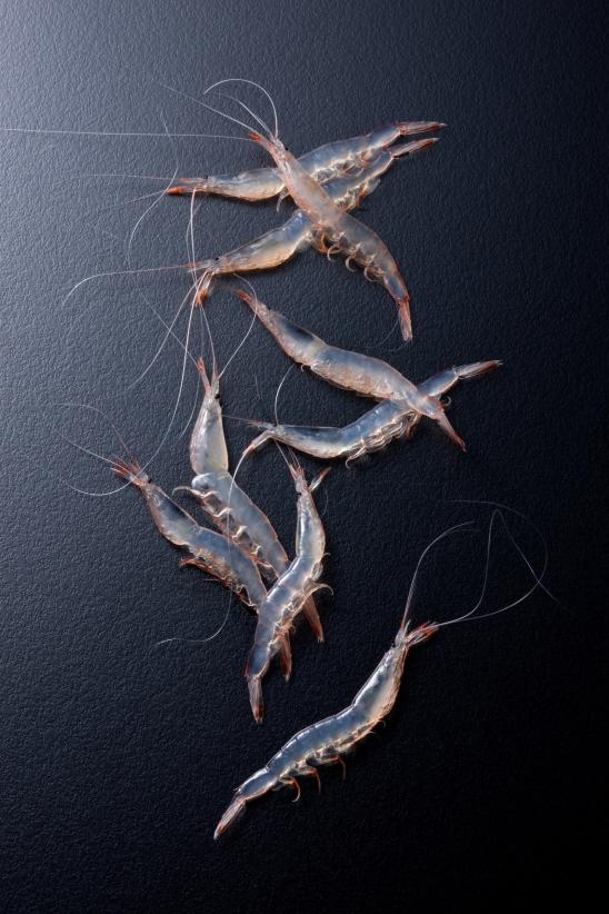 white shrimp(3)